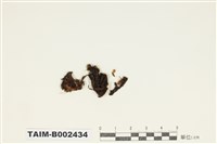 藏品(紫萼苔科)的圖片